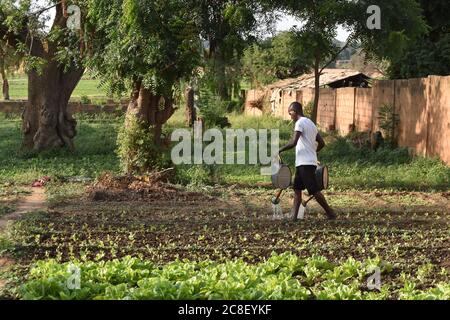 Ein Mann wässern seinen Gemüsegarten von Hand in Niger, Westafrika Stockfoto