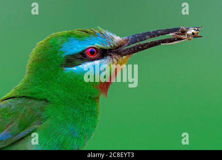 Tropische Vögel in Wildreservaten von Pakistan Stockfoto