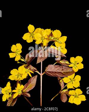 Kleine gelbe Blüten auf der umsäumten Loosestrife (lysimachia ciliata) Pflanze. Stockfoto