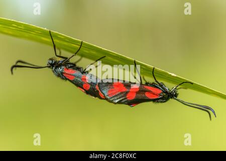 Sechs-Punkt-burnett (Zygaena filipendulae), der sich auf einer Wiese paart Stockfoto