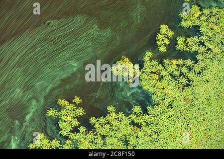 Grünalgen und Plankton bedecken allmählich die Oberfläche des blühenden Wassers, das Konzept der Verschmutzung der Wasseroberfläche der Erde, kopieren Raum. Stockfoto