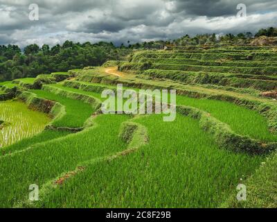 Grünes Reisfeld in Mai Chau, Vietnam. Landschaft mit dunklen launischen Wolken. März 18, 2017. Stockfoto