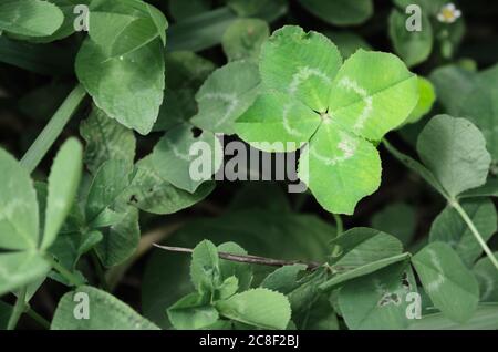 Vierblättriger Klee, der unter vielen gewöhnlichen Blättern Glück bringt. Selektiver Fokus. Stockfoto