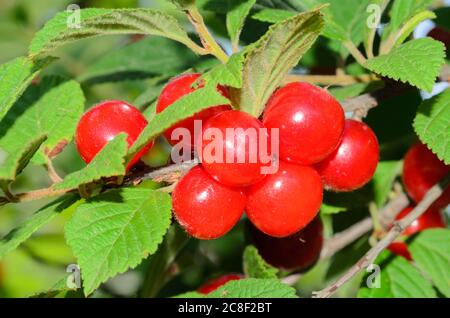 Ein Bündel roter, reifer Kirschen auf einem Zweig mit Blättern. Selektiver Fokus Stockfoto