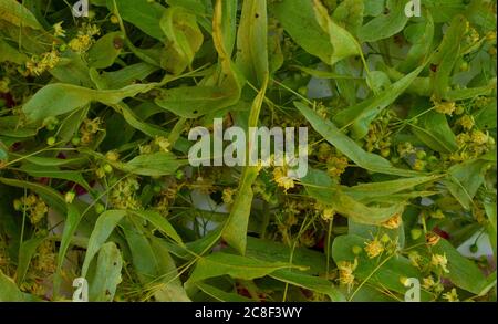 Lindenblüten Tilia platyphyllos werden für Kräutertee getrocknet. Nahaufnahme von oben. Stockfoto