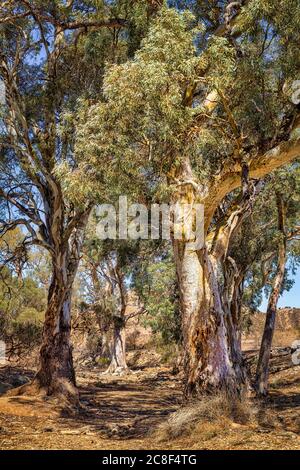 Schönes rotes Zahnfleisch, Flinders Ranges National Park, Australien Stockfoto