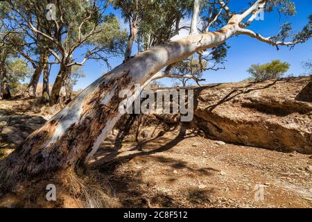 Schönes rotes Zahnfleisch, Flinders Ranges National Park, Australien Stockfoto