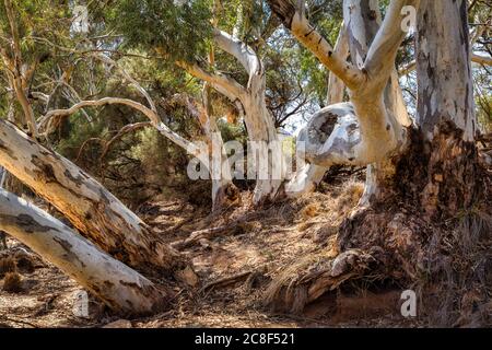 Schönes rotes Zahnfleisch, Flinders Ranges National Park, Australien Stockfoto