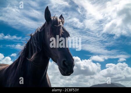Irische Landschaft mit schwarzem Pferd in der Grafschaft Donegal. Stockfoto