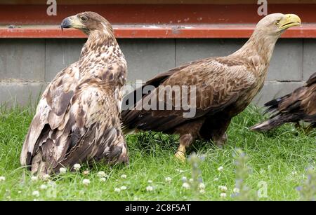 Papendorf, Deutschland. Juli 2020. Zwei Seeadler (Haliaeetus albicilla) sitzen in der Vogelvoliere auf dem Boden für Greifvögel im Storchenseelzentrum. Die Pflegestation für kranke, verletzte oder verwaiste Seeadler hat seit ihrer Eröffnung 14 Seeadler aufgenommen, von denen zehn in die Wildnis entlassen wurden. Die Volieren für die Seeadler, die Hilfe benötigen, wurden als Ausgleichsmaßnahme im Rahmen von Nord Stream 2 geschaffen und im September 2019 eröffnet. Quelle: Bernd Wüstneck/dpa-Zentralbild/ZB/dpa/Alamy Live News Stockfoto