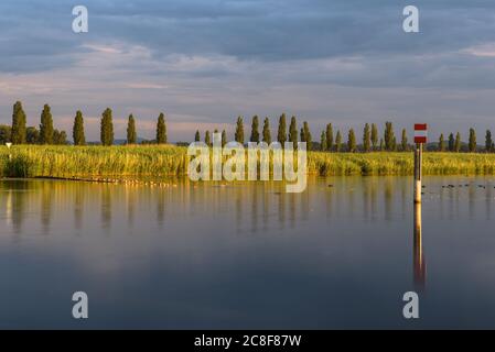 Radolfzeller Aachried Naturschutzgebiet im Morgenlicht, Bodensee, Baden-Württemberg, Deutschland Stockfoto