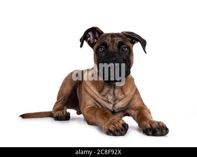 Schöner Boerboel / Malinois Mischlingshund, der sich nach vorne hin legt. Kopf nach oben, Blick auf die Kamera mit faszinierenden Licht Augen. Isoliert auf weißem Hintergrund Stockfoto