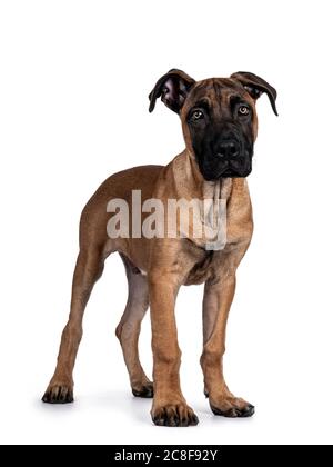 Schöner Boerboel / Malinois Kreuzhund, stehende Seitenwege. Kopf nach oben, Blick direkt auf die Kamera mit faszinierenden Licht Augen. Isoliert auf weißem BA Stockfoto