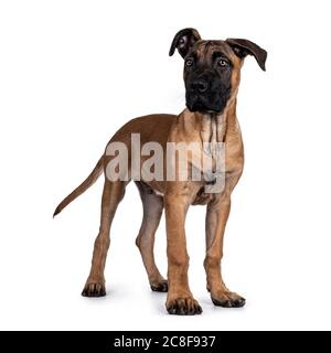 Schöner Boerboel / Malinois Kreuzhund, stehende Seitenwege. Kopf nach oben, neben der Kamera mit faszinierenden hellen Augen. Isoliert auf weißem Backgro Stockfoto