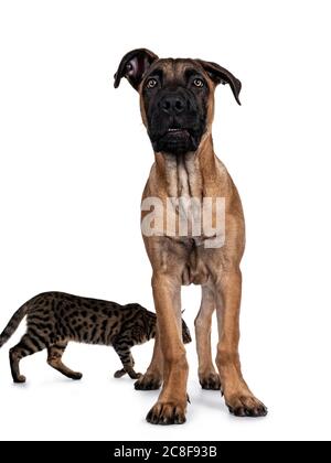 Schöner Boerboel / Malinois Kreuzhund, Stand nach vorne. Kopf nach oben, Blick auf die Kamera mit faszinierenden Licht Augen. Isoliert auf weißem Hintergrund Stockfoto