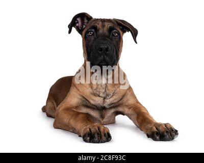 Schöner Boerboel / Malinois Mischlingshund, der sich nach vorne hin legt. Kopf nach oben, Blick auf die Kamera mit faszinierenden Licht Augen. Isoliert auf weißem Hintergrund Stockfoto