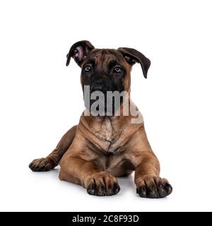 Schöner Boerboel / Malinois Mischlingshund, der sich nach vorne hin legt. Kopf nach oben, Blick auf die Kamera mit faszinierenden Licht Augen. Isoliert auf weißem Hintergrund Stockfoto