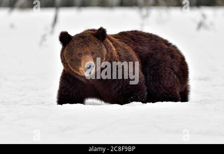 Ein Braunbär ist im tiefen Schnee festgefahren. Stockfoto