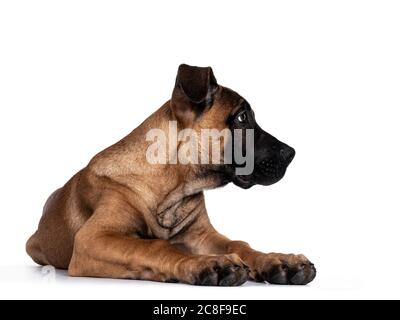 Schöner Boerboel / Malinois Mischlingshund, der sich nach vorne hin legt. Kopf drehte sich seitlich Wege, Blick nach unten. Isoliert auf weißem Hintergrund. Stockfoto