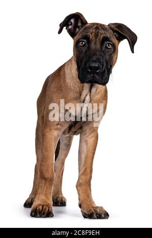 Schöner Boerboel / Malinois Kreuzhund, der nach vorne steht. Neugierig auf die Kamera mit strahlenden Licht Augen. Isoliert auf weißem Hintergrund. Stockfoto