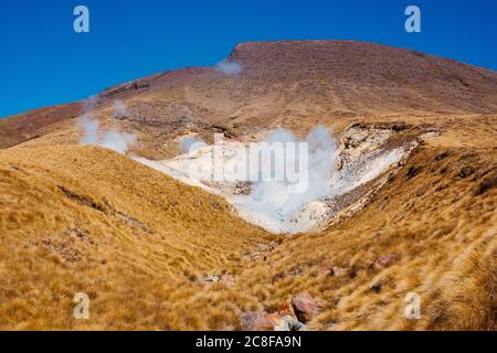 Dampfquellen aus den Ketetahi Hot Springs, Tongariro National Park, Neuseeland Stockfoto