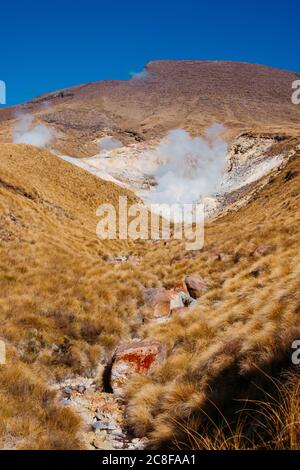 Dampfquellen aus den Ketetahi Hot Springs, Tongariro National Park, Neuseeland Stockfoto