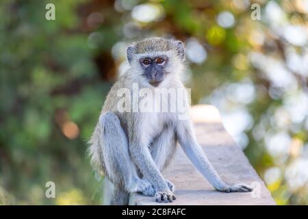 Vervet Affe, Chlorocebus pygerythrus in chobe Nationalpark, Botswana, Afrika Safari Tierwelt Stockfoto