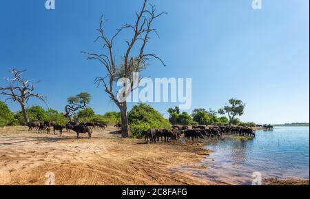 Herde von wilden und gefährlichen afrikanischen Cape Buffalo im Chobe Nationalpark, Botswana Safari Tierwelt Stockfoto