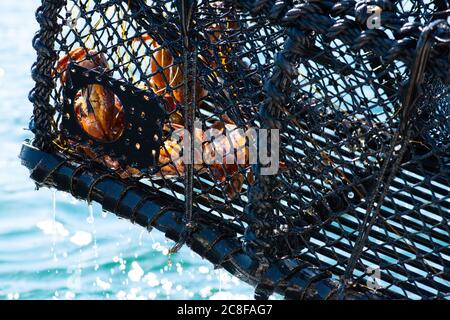 Eine Krabbenfalle, die mit Krabben in ihr aus dem Wasser gehoben wird, Krebs-Pagurus. Stockfoto