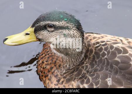 Mallard Ente in Nahaufnahme Stockfoto