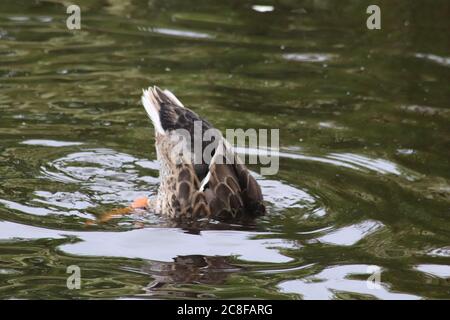 Ente auf den Kopf gestellt Stockfoto