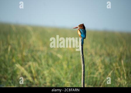 Kingfisher sitzt auf dem Zweig Stockfoto