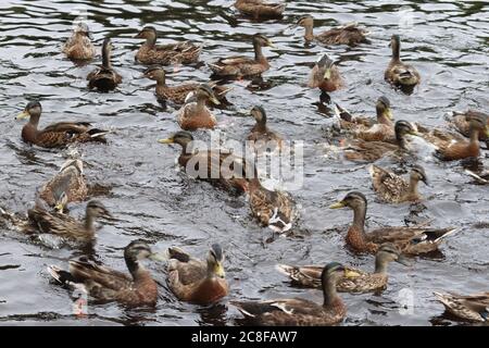 Enten Stockfoto