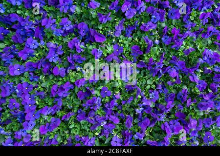 Blumenbeet mit blau violetten Hörner Veilchen in Hochwinkel Stockfoto