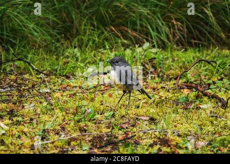 Ein Südinsel-Robin auf einer Graslichtung an der Westküste Neuseelands. Der Vogel ist endemisch in Neuseeland Stockfoto