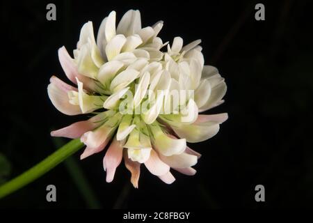 Eine Kleeblüte in Nahaufnahme Stockfoto