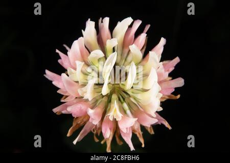 Eine Kleeblüte in Nahaufnahme Stockfoto
