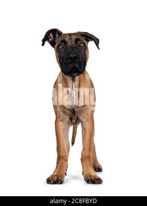 Schöner Boerboel / Malinois Kreuzhund, der nach vorne steht. Kopf hoch, Blick nach vorne mit hypnotisierenden hellen Augen. Isoliert auf weißem Hintergrund. Stockfoto