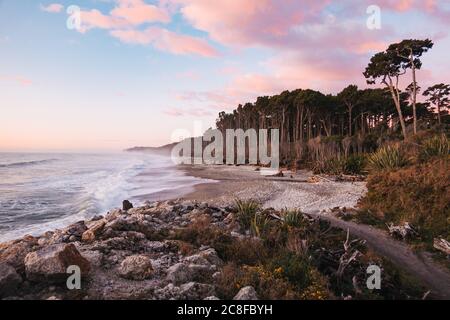 Am Bruce Bay / Mahitahi Beach, an der wilden südlichen Westküste Neuseelands, trifft dichter Rimu (Nadelwald) auf das Meer Stockfoto