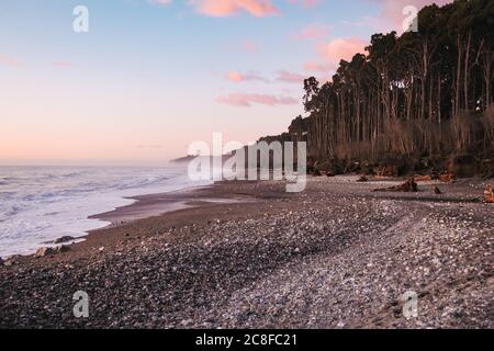 Am Bruce Bay / Mahitahi Beach, an der wilden südlichen Westküste Neuseelands, trifft dichter Rimu (Nadelwald) auf das Meer Stockfoto