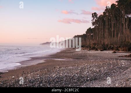 Am Bruce Bay / Mahitahi Beach, an der wilden südlichen Westküste Neuseelands, trifft dichter Rimu (Nadelwald) auf das Meer Stockfoto