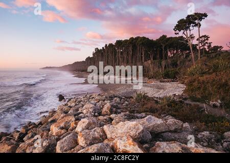 Am Bruce Bay / Mahitahi Beach, an der wilden südlichen Westküste Neuseelands, trifft dichter Rimu (Nadelwald) auf das Meer Stockfoto