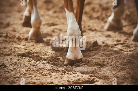 Die Hufe der unshod Pferde, die an einem warmen sonnigen Tag auf losem Sand zu Fuß. Stockfoto