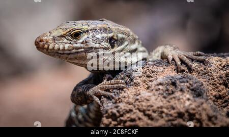 West Kanarische GALLOTIA GALLOTI Lizard spähen hinter einem Felsen auf dem Berg Guajara in den Nationalpark Teide auf Teneriffa Kanarische Inseln Stockfoto