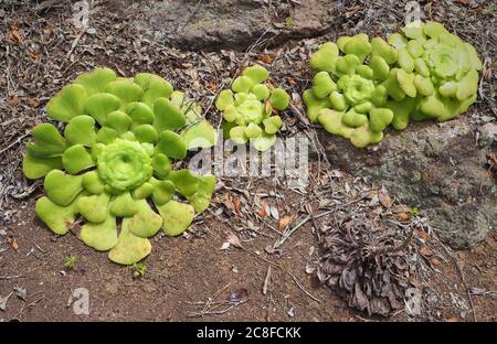 Aeonium canariense oder Baum Hauswurz Arten mit großen, flachen Blatt Rosetten in einem geschützten Tal hoch auf La Gomera auf den Kanarischen Inseln wächst Stockfoto