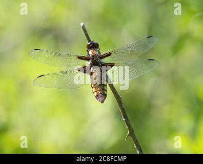 Weibliche breitkörperige Chaser Libellula depressa Libellula in Ruhe - Oxfordshire UK Stockfoto