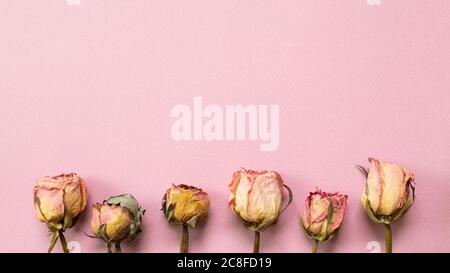 Trockene rosa Rose Blumen auf rosa Hintergrund. Flach legen, Draufsicht, Copy Space Stockfoto