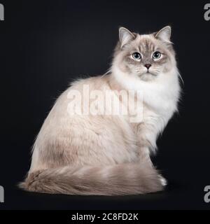 Hübsche Neva Masquerade Katze sitzend Seitenwege mit Schwanz um den Körper. Blick direkt auf die Kamera mit hellblauen Augen. Isoliert auf schwarzem Hintergrund. Stockfoto