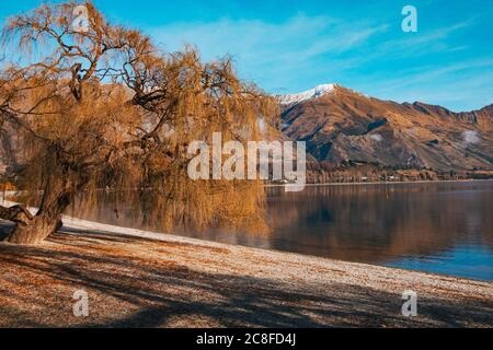 Eine Weide mit gelben Blättern im Herbst am Lake Wanaka, Neuseeland Stockfoto