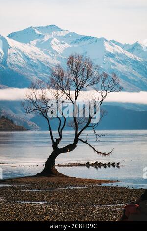 Der berühmte 'That Wanaka Tree', der an einem ruhigen Wintermorgen mit niedrigen Seegröten in Wanaka, Neuseeland, gesehen wurde Stockfoto
